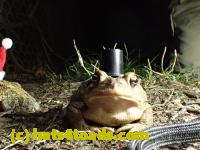 /home//u458753944/public_html/sourcegallery//Roxborough Toad Detour/2013-2019/2016/2016-04-22/P4220112.JPG